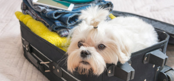 what to pack for dog friendly uk holidays
