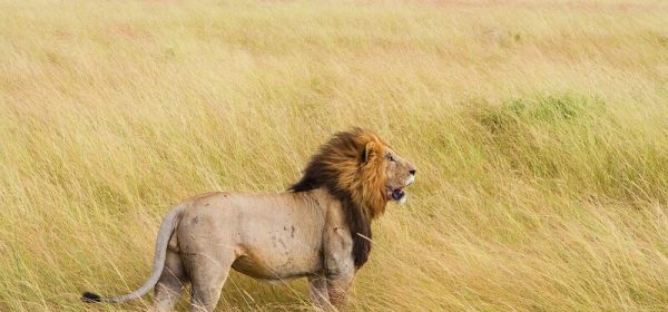 Safari Expeditions Witness Wildlife in its Natural Habitat
