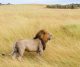 Safari Expeditions: Witness Wildlife in its Natural Habitat